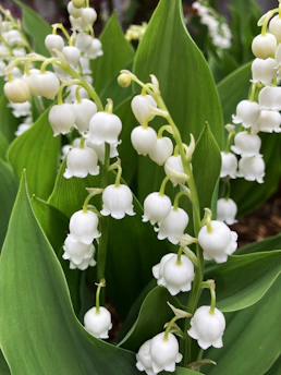 a close up of a bunch of white flowers