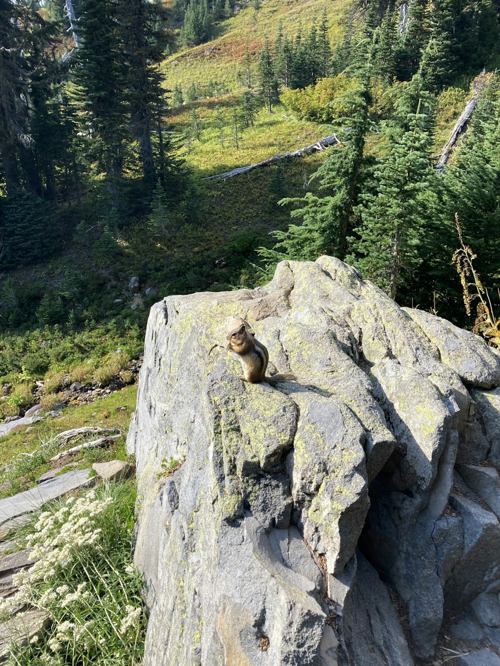 a squirrel sitting on a rock in the mountains