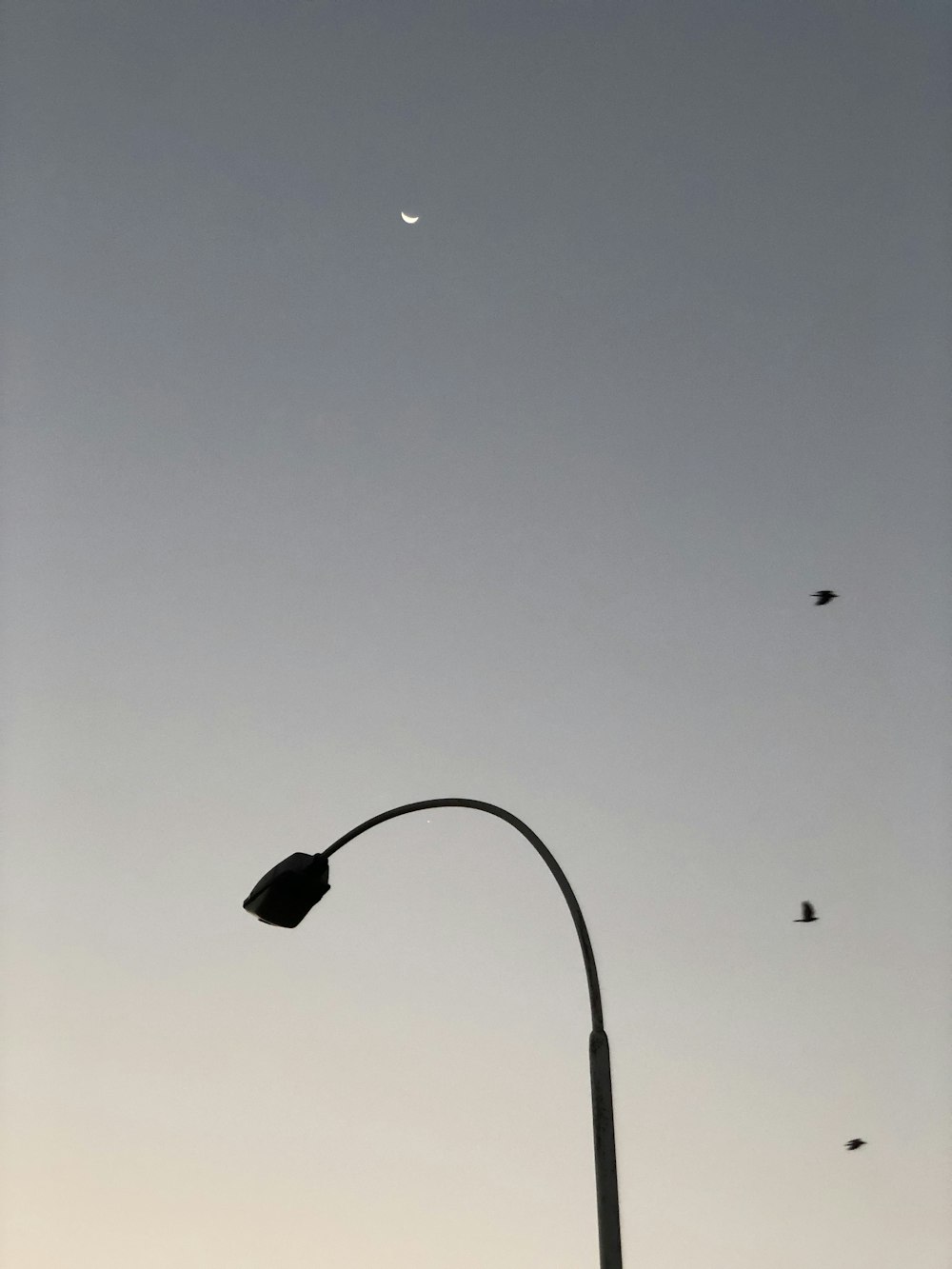 a street light and birds flying in the sky