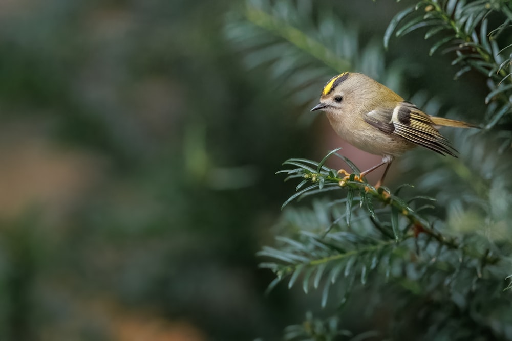 a small bird perched on top of a tree branch