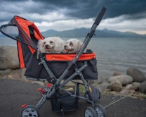 Two small white fluffy dogs are sitting comfortably in a stroller designed for pets. The stroller is predominantly black and orange and is positioned on a pathway near a body of water. The background features a cloudy sky and distant mountains, creating a serene and picturesque setting.