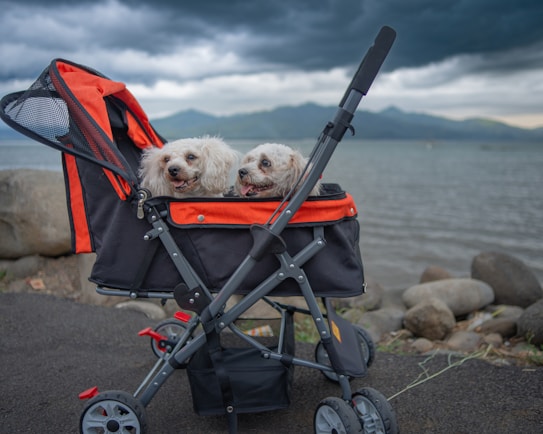 Two small white fluffy dogs are sitting comfortably in a stroller designed for pets. The stroller is predominantly black and orange and is positioned on a pathway near a body of water. The background features a cloudy sky and distant mountains, creating a serene and picturesque setting.