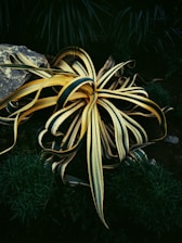 A large plant with elongated, variegated leaves featuring green and yellow stripes lies on dark soil. Surrounding the plant are small patches of greenery and a large stone nearby, creating a natural setting.