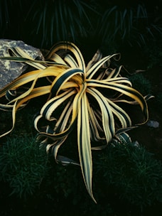 A large plant with elongated, variegated leaves featuring green and yellow stripes lies on dark soil. Surrounding the plant are small patches of greenery and a large stone nearby, creating a natural setting.