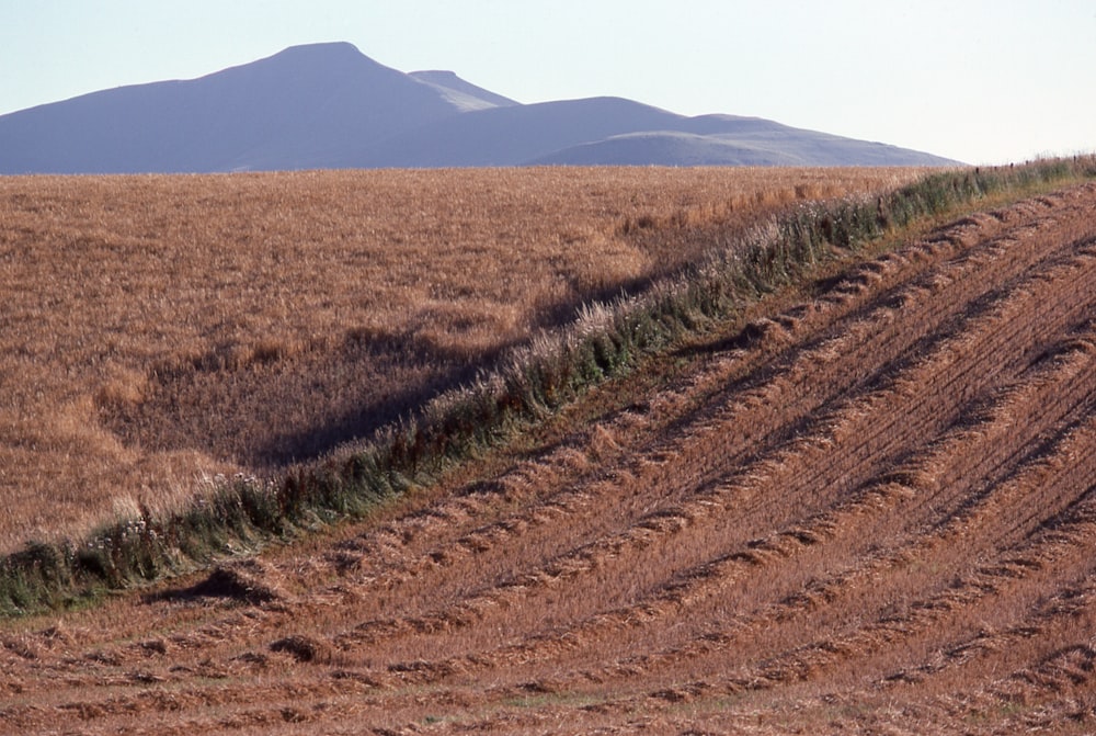 una strada sterrata in mezzo a un campo