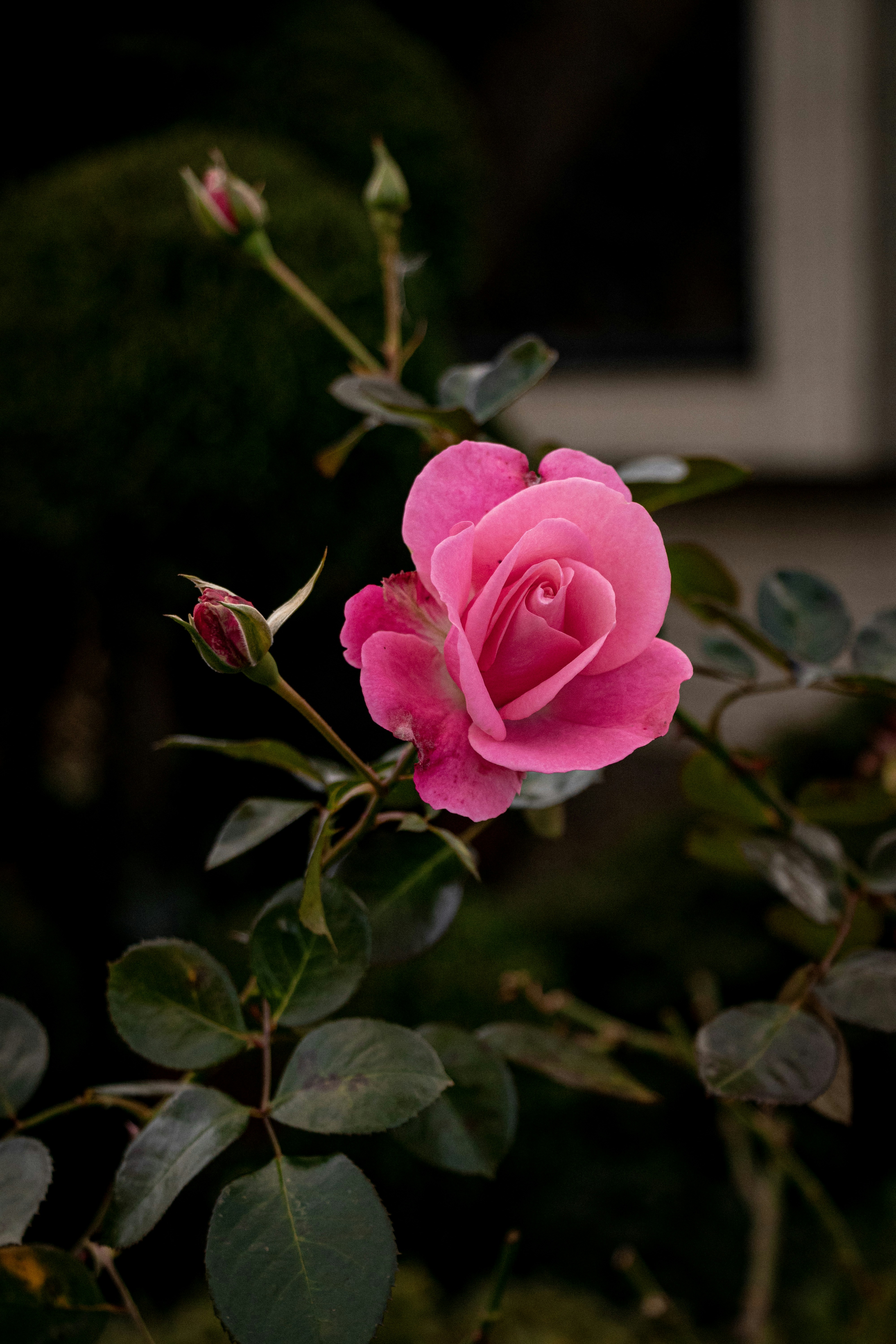 Photo by sorinbasangeac