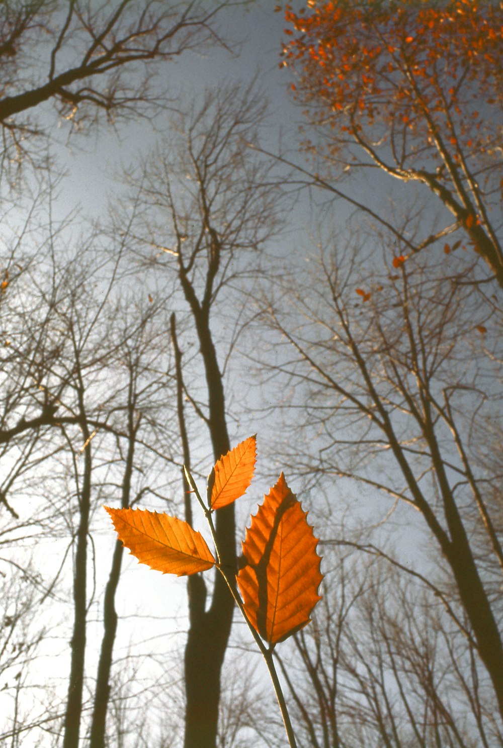 a group of trees with orange leaves in the foreground