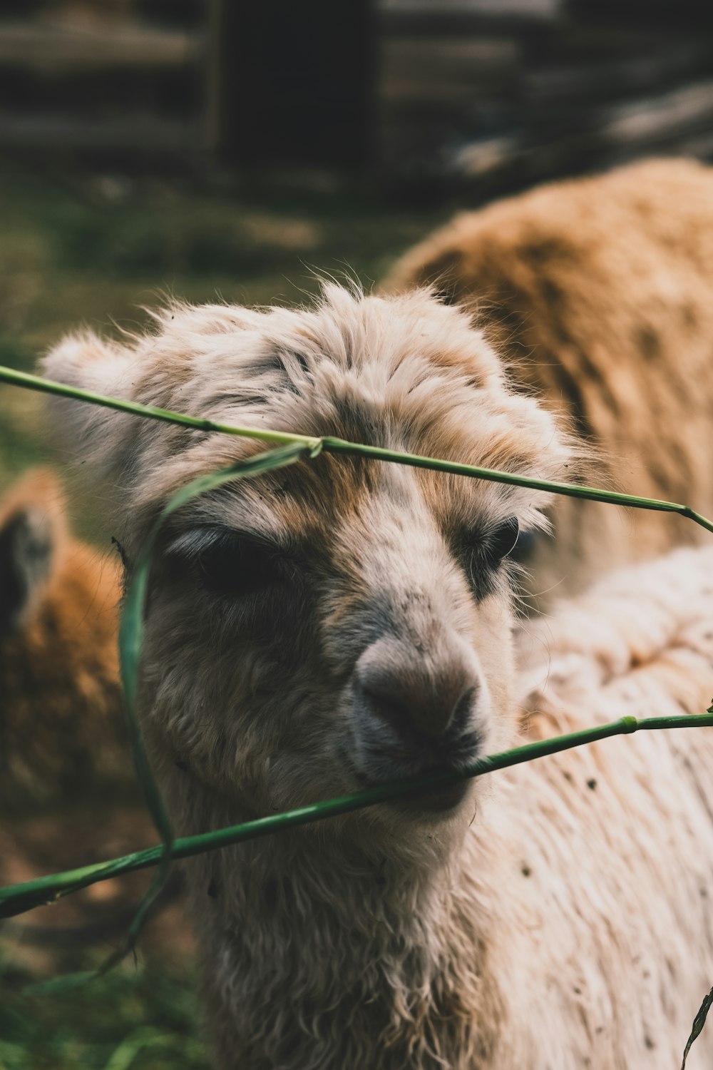 a close up of a llama behind a barbed wire fence