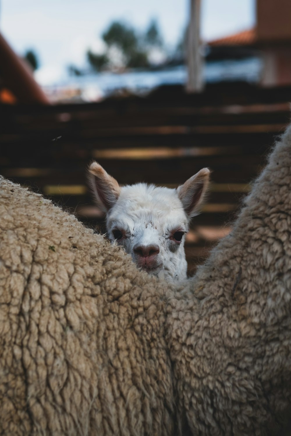 a close up of a sheep with a blurry background