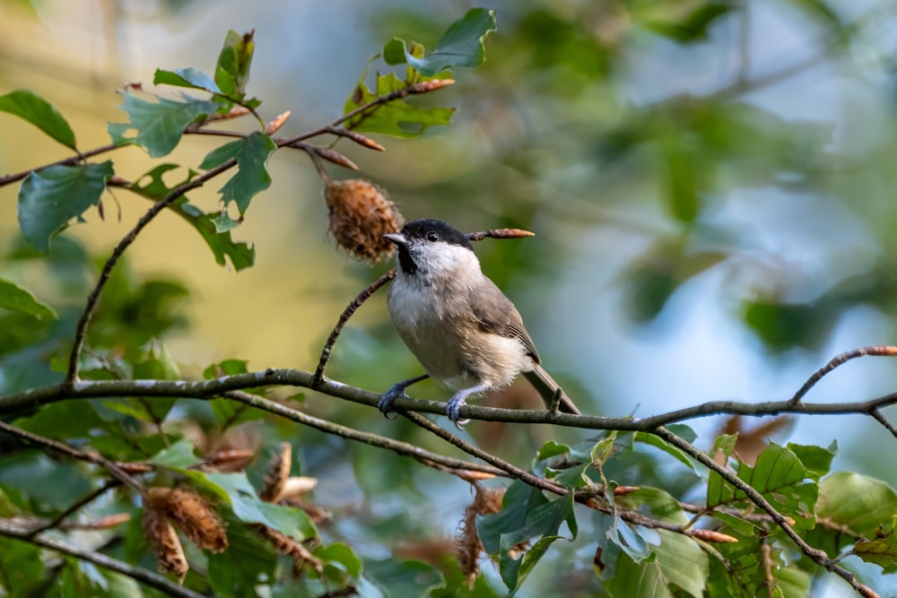 a small bird perched on a tree branch