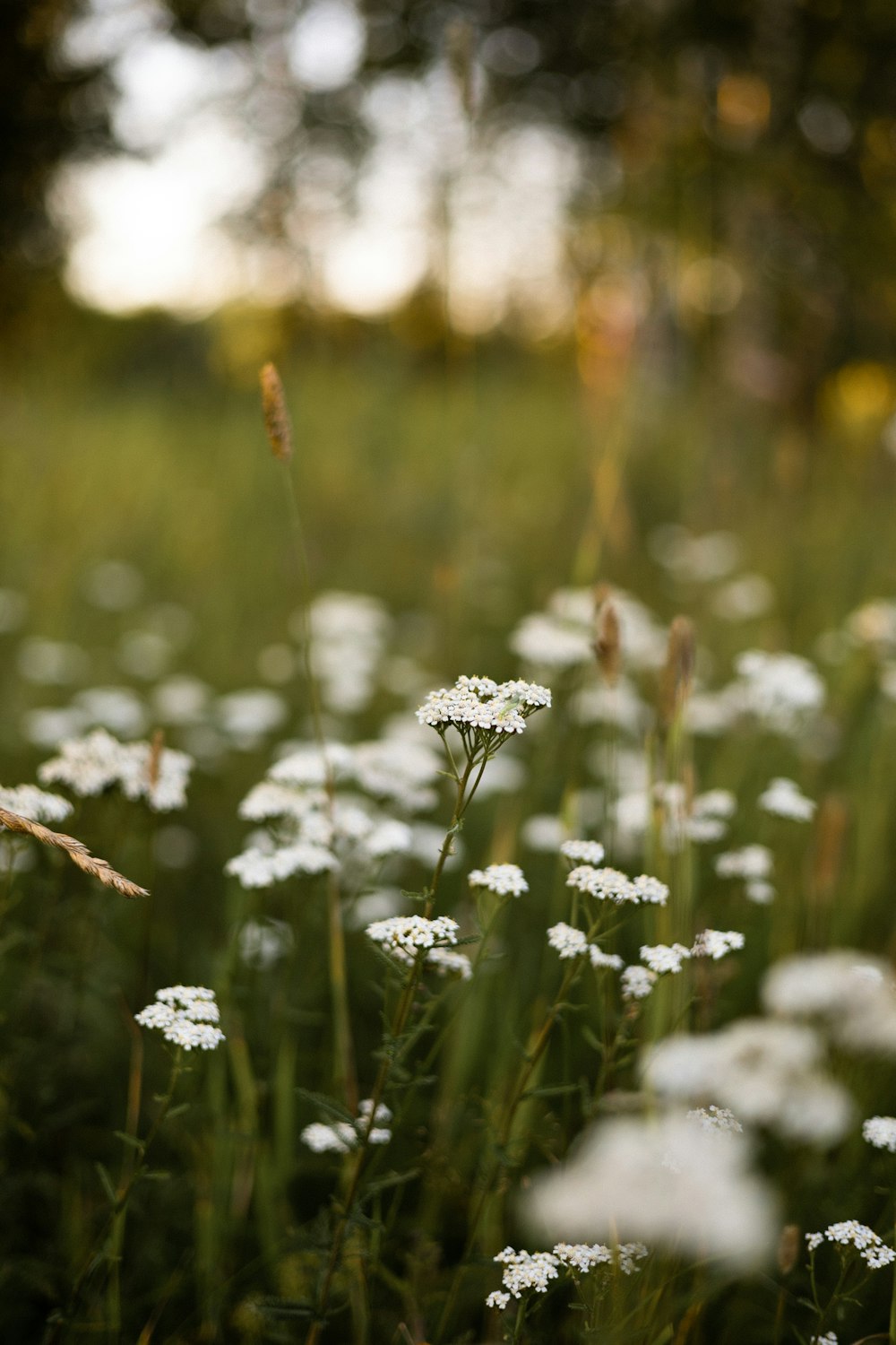 a field full of white flowers with trees in the background