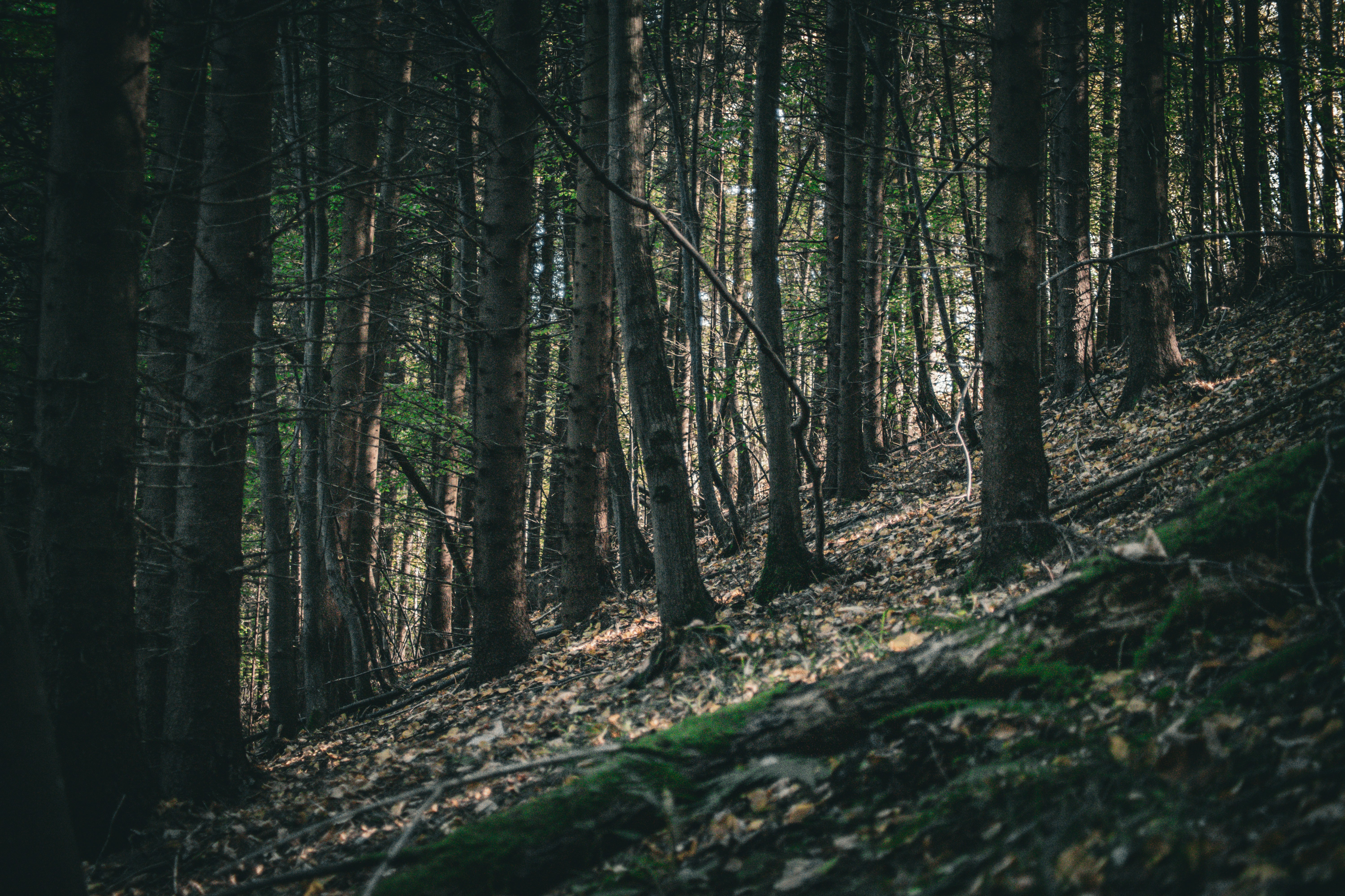 Photo by alex_emanuel20