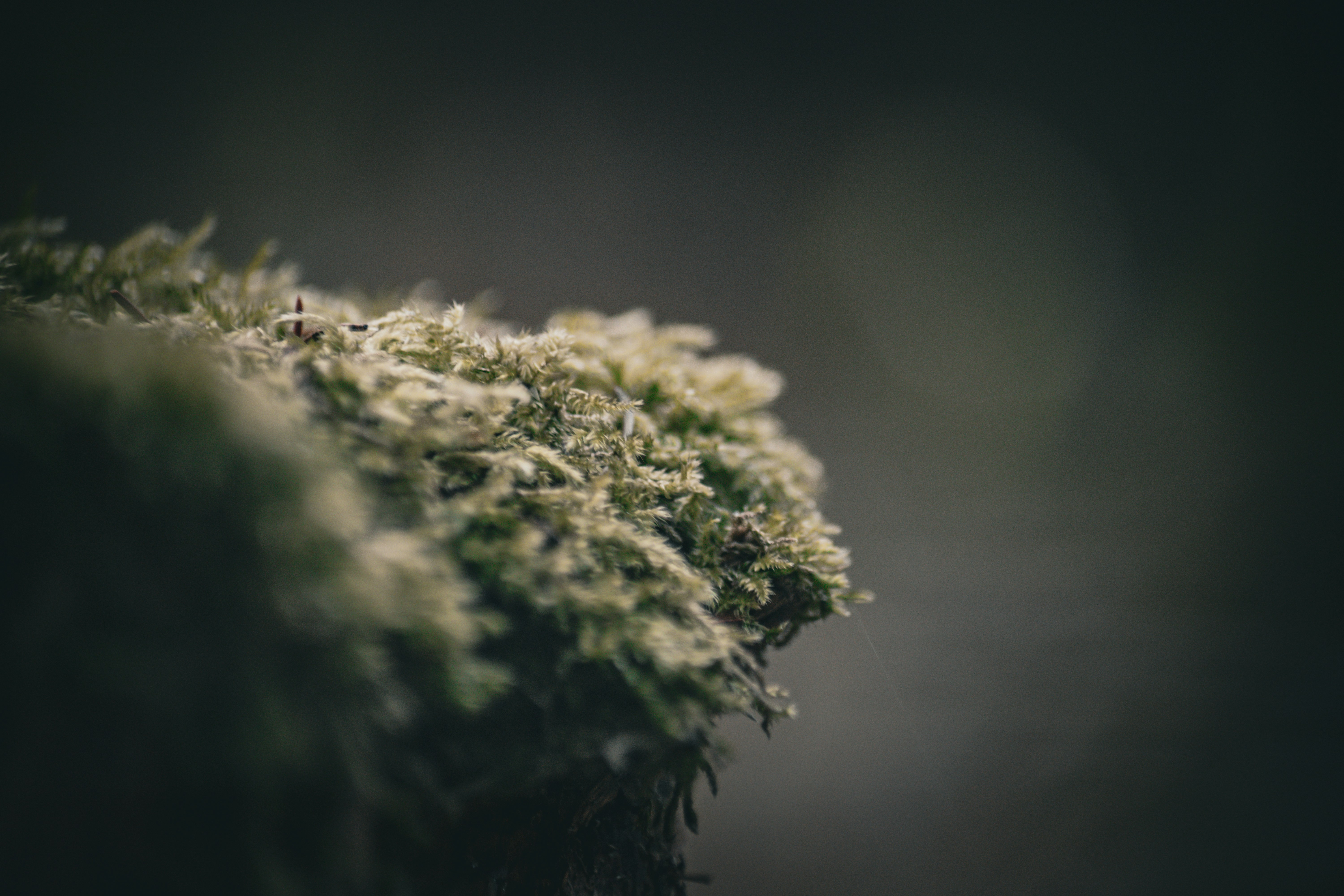 Photo by alex_emanuel20