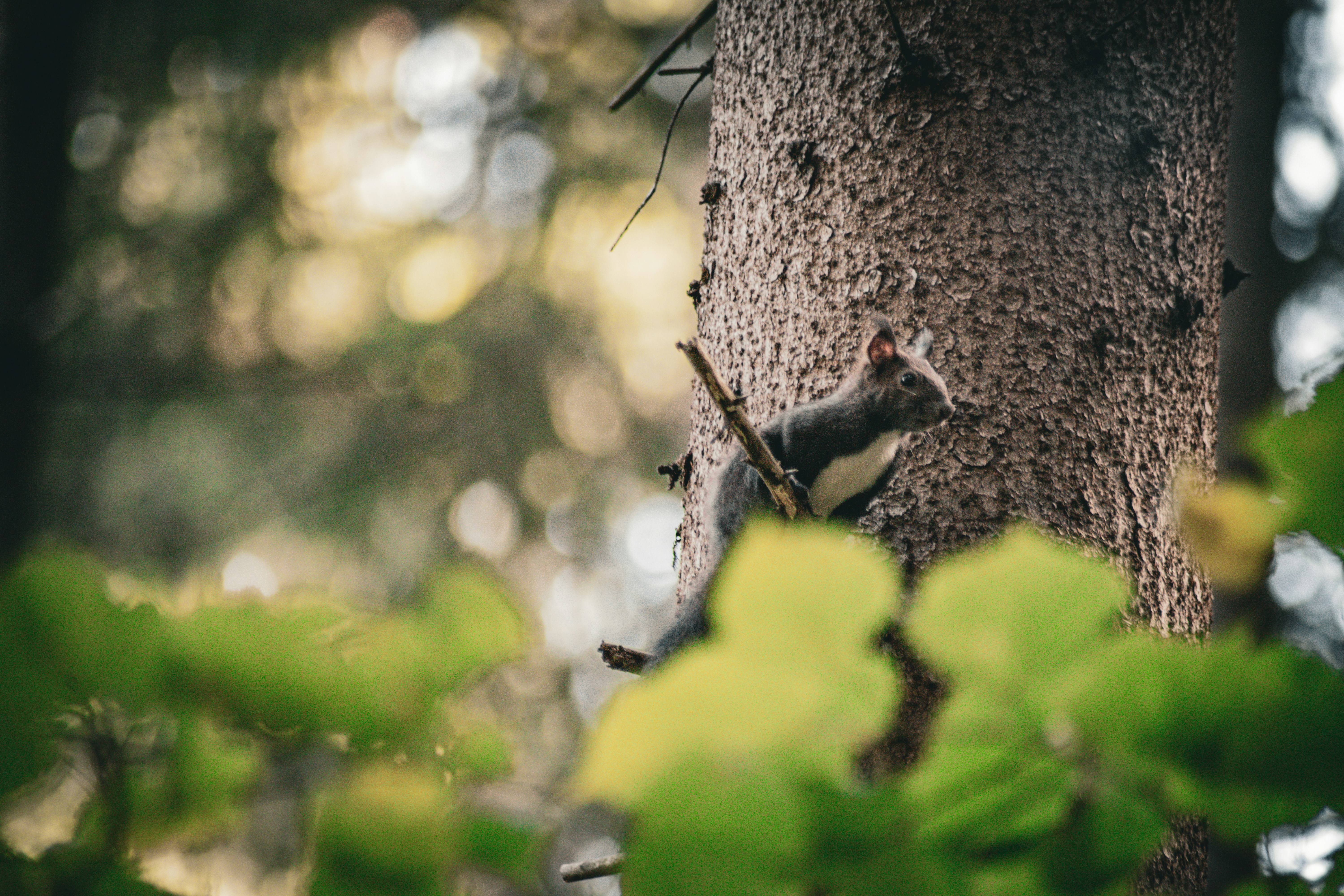 Photo by alex_emanuel20