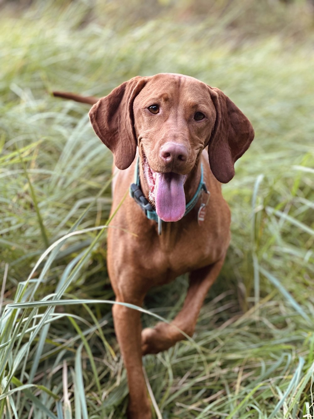 a brown dog sitting in the grass with its tongue out