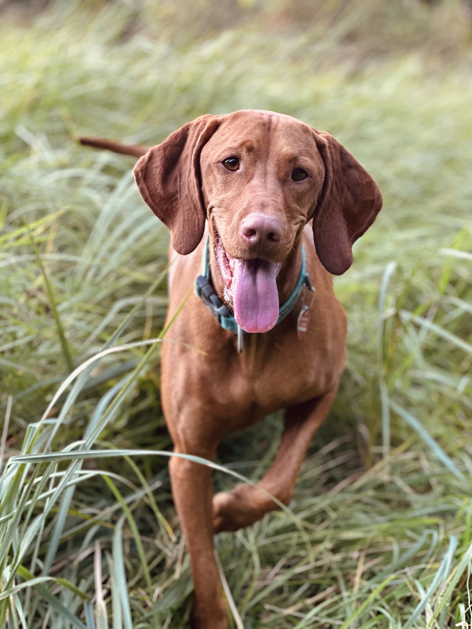 Adult Hungarian Vizsla sitting in grass, photo by Jagoda Beau on Unsplash