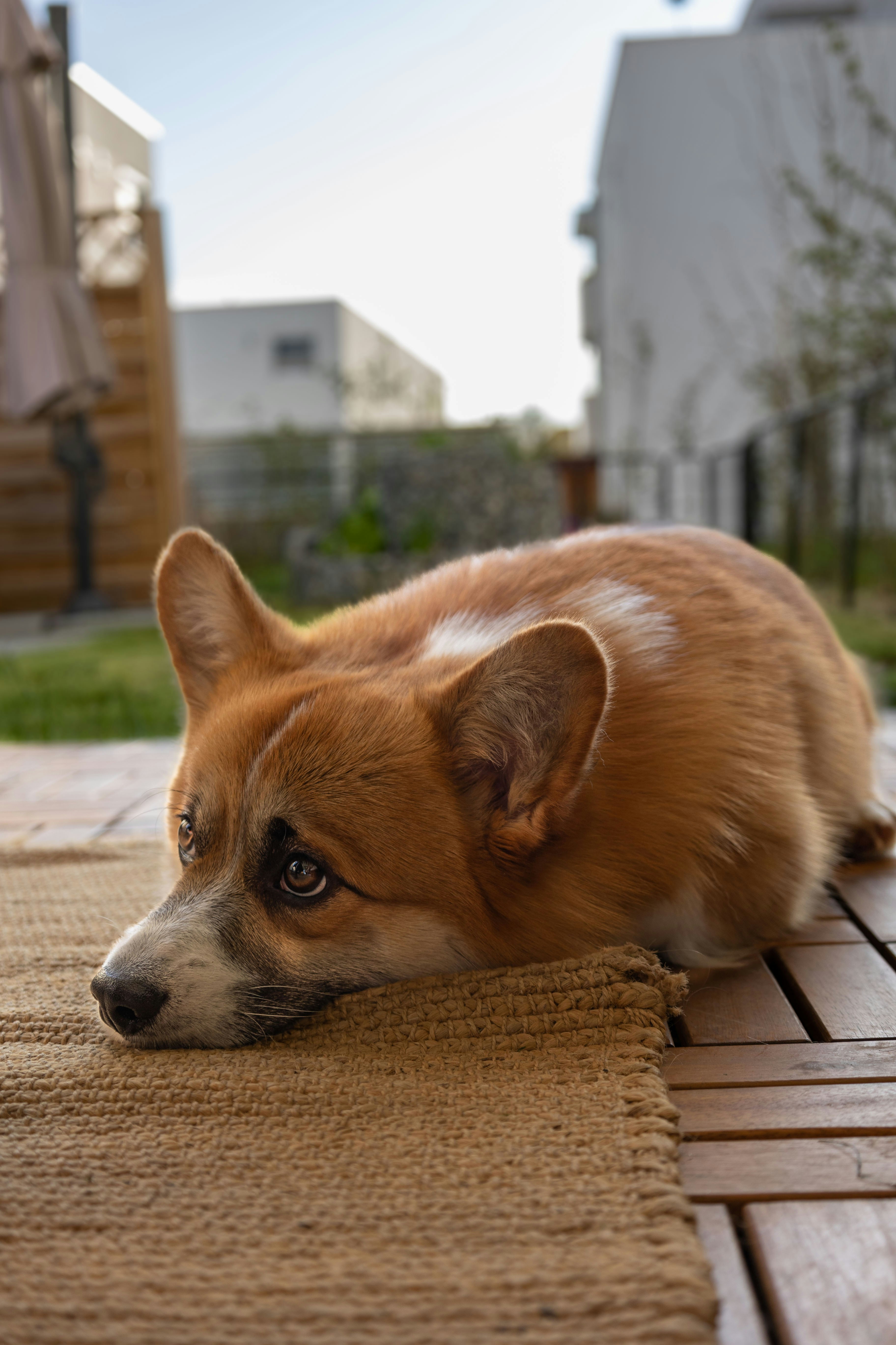 a brown and white dog laying on top of a wooden floor