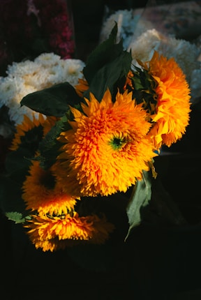 A vibrant bouquet of sunflowers with large, bright yellow-orange petals and deep green leaves. The flowers are set against a dark background, enhancing their bold colors.