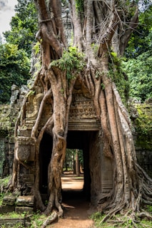A lush jungle trail leading to ancient ruins.