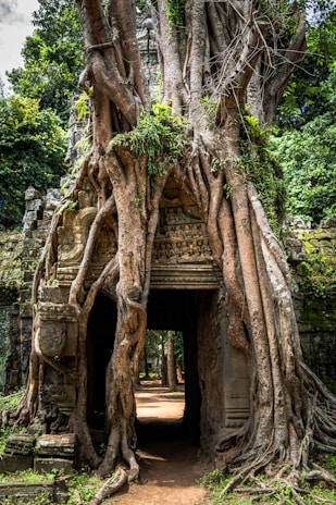 Lush jungle vines weaving through the ancient ruins of Ta Prohm.