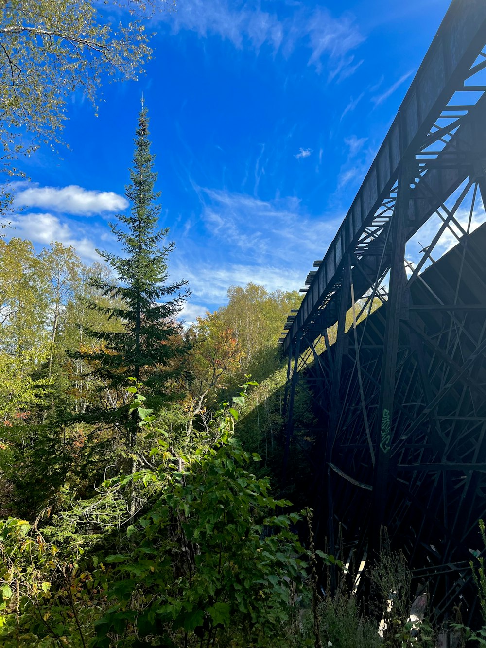 a bridge over a river surrounded by trees