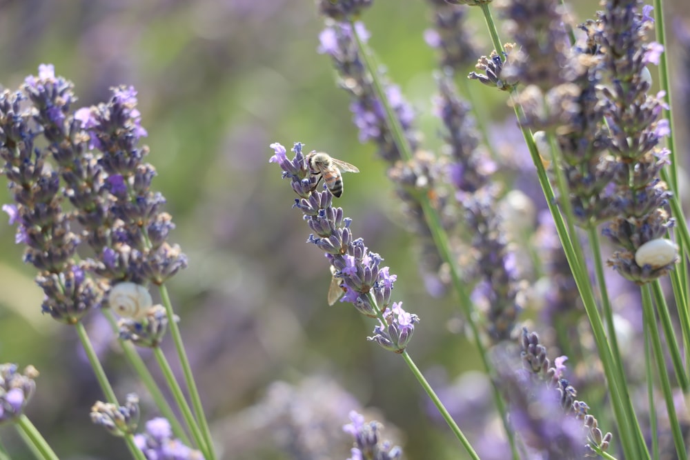 a bee is sitting on a lavender plant