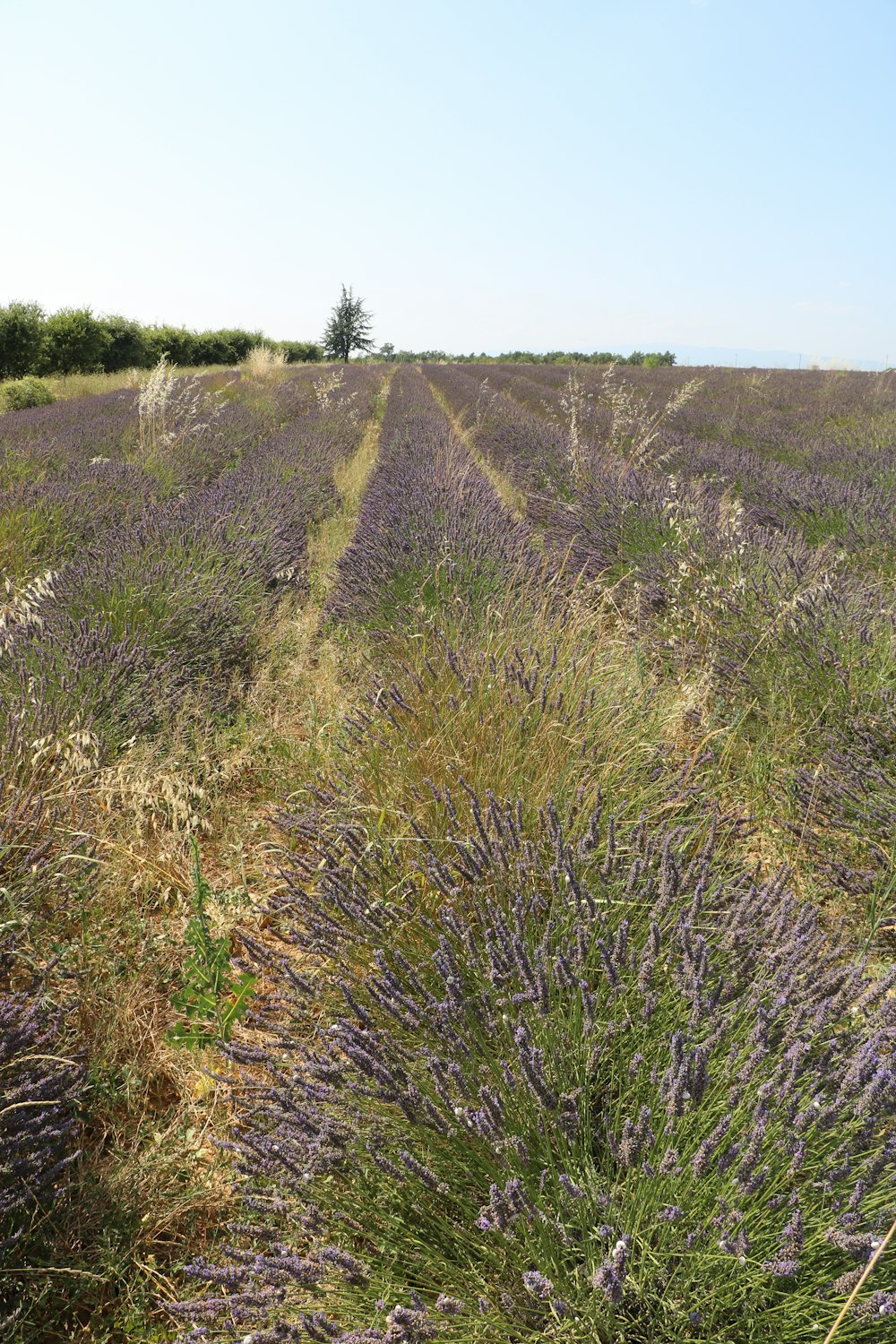 ein Feld mit Lavendelblüten und einem Baum in der Ferne