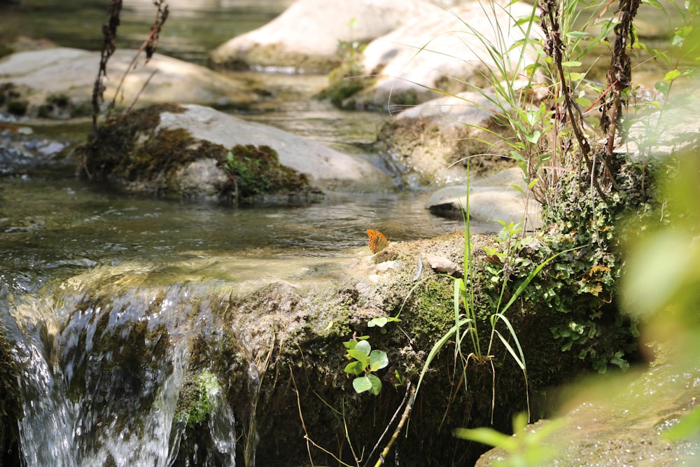 a small bird sitting on a rock in a stream