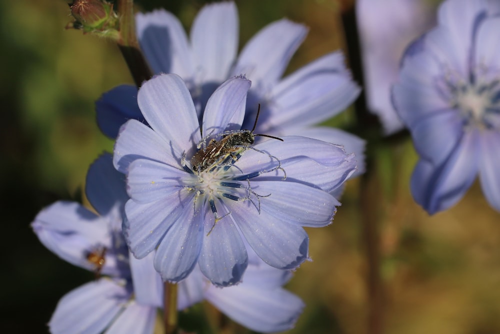 a bug is sitting on a blue flower