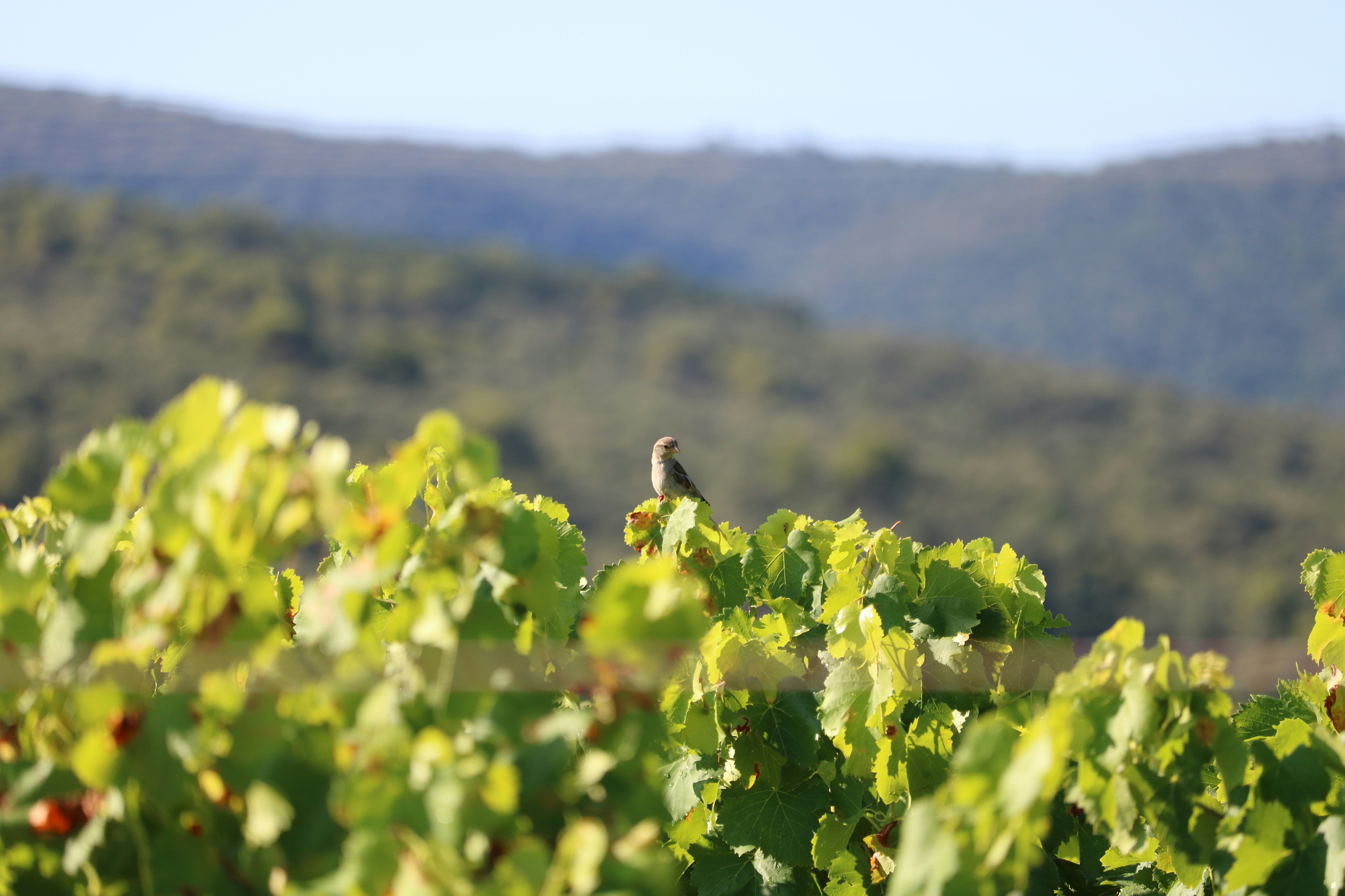 a bird sitting on a branch of a tree