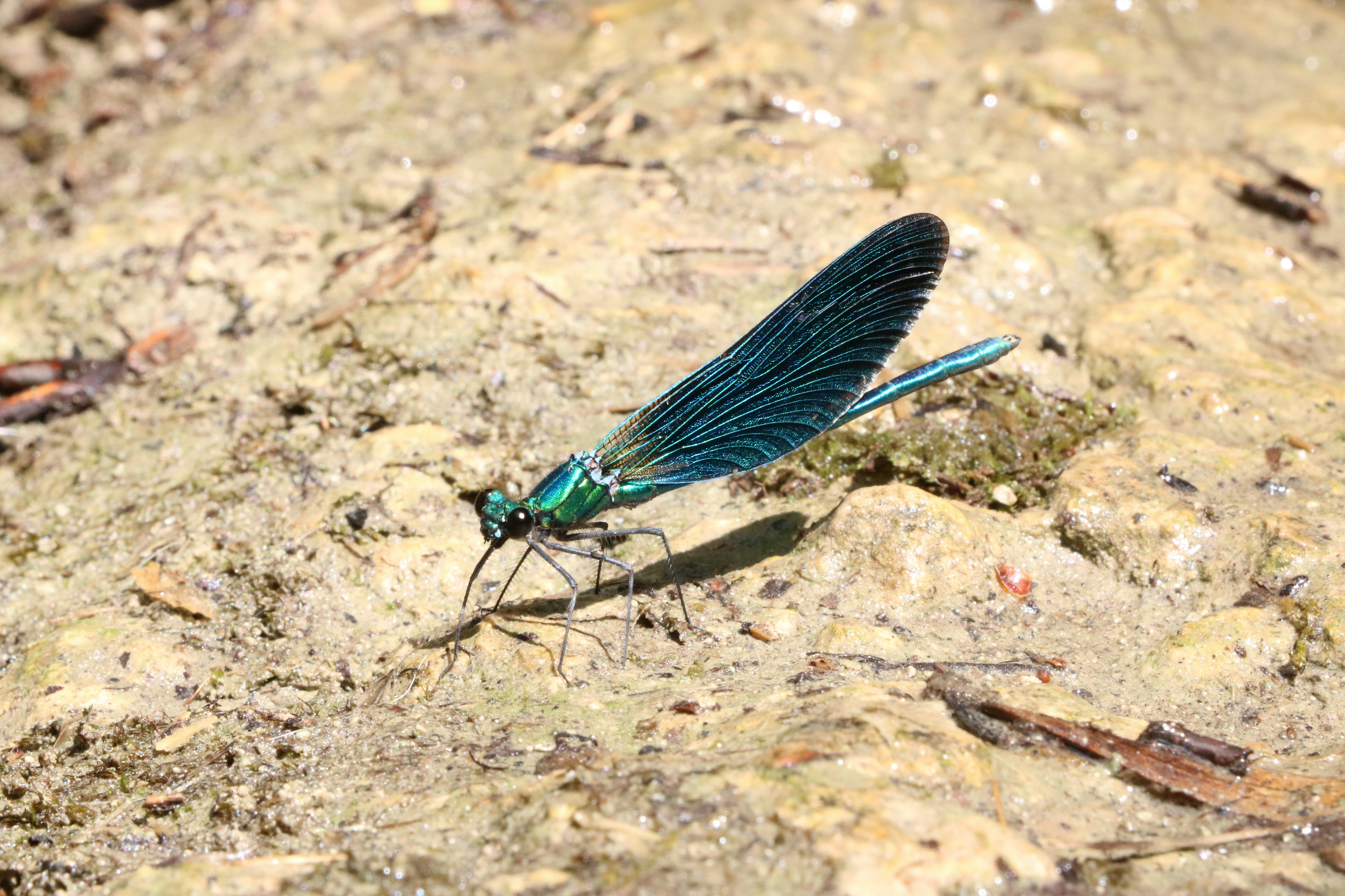 a blue dragonfly sitting on top of a rock