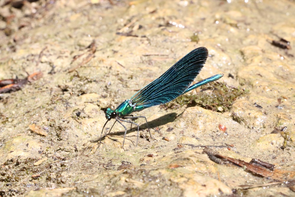 a blue dragonfly sitting on top of a rock