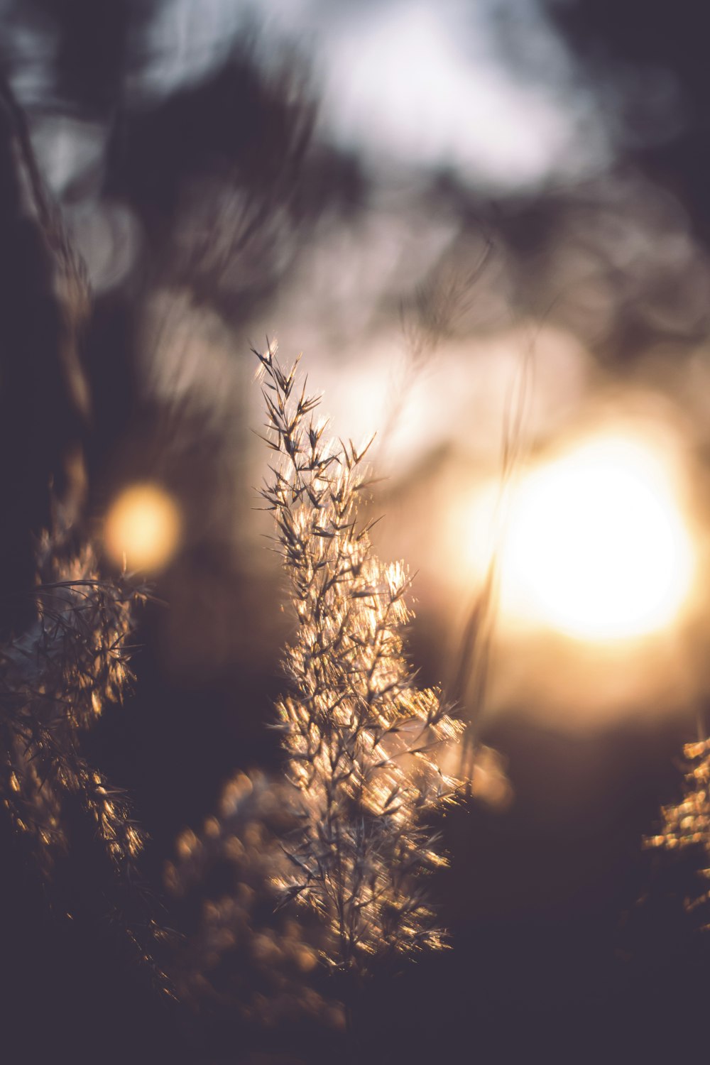 a close up of a plant with the sun in the background