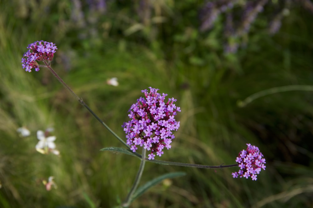 a close up of a small purple flower