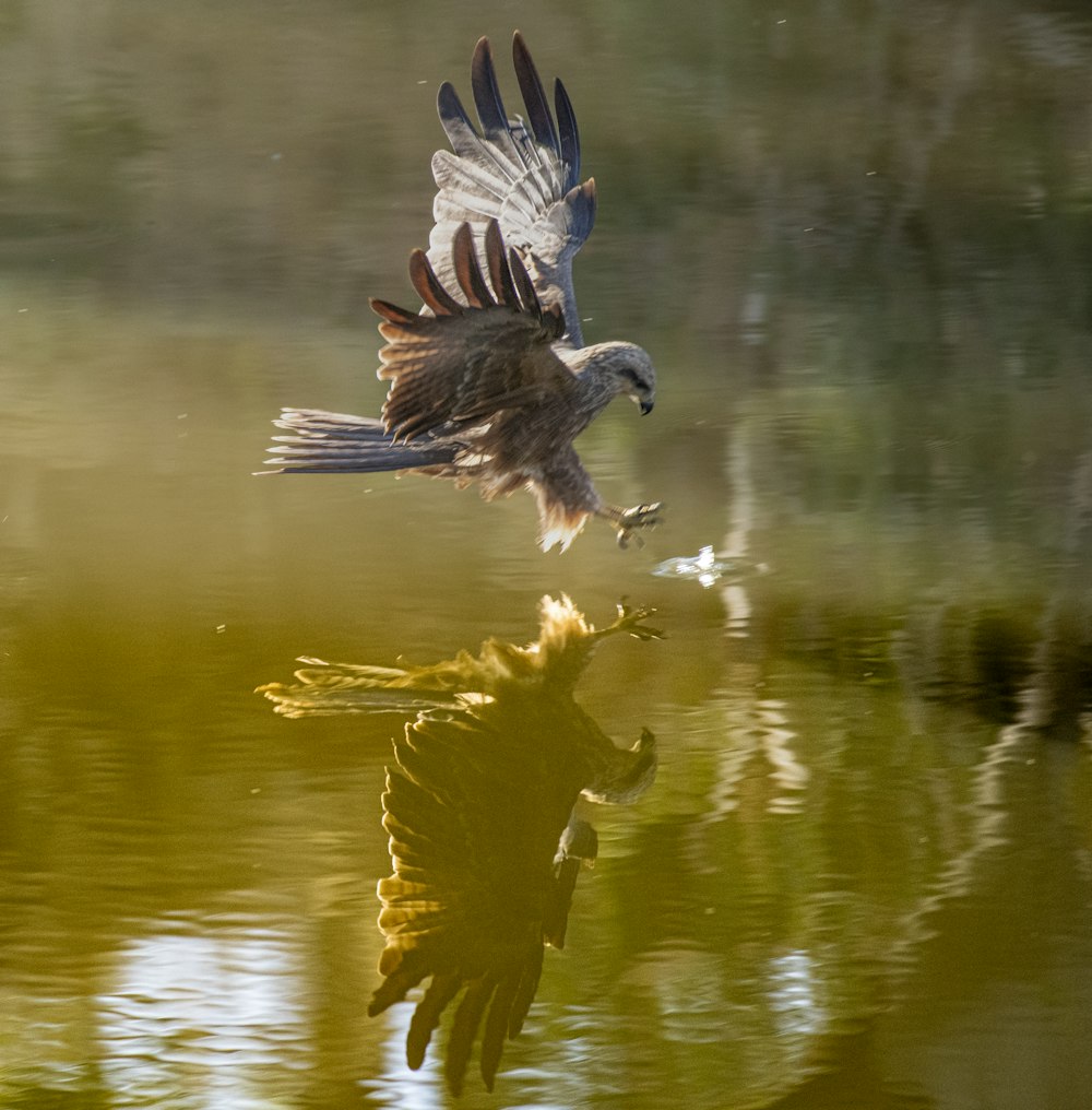 a bird flying over a body of water