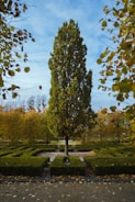 A gardener carefully pruning a large leafy tree in a sunny garden
