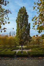 A gardener carefully pruning a large leafy tree in a sunny garden