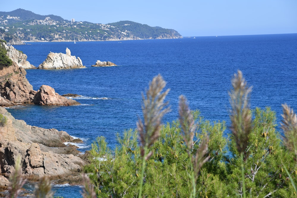 a body of water surrounded by trees and rocks