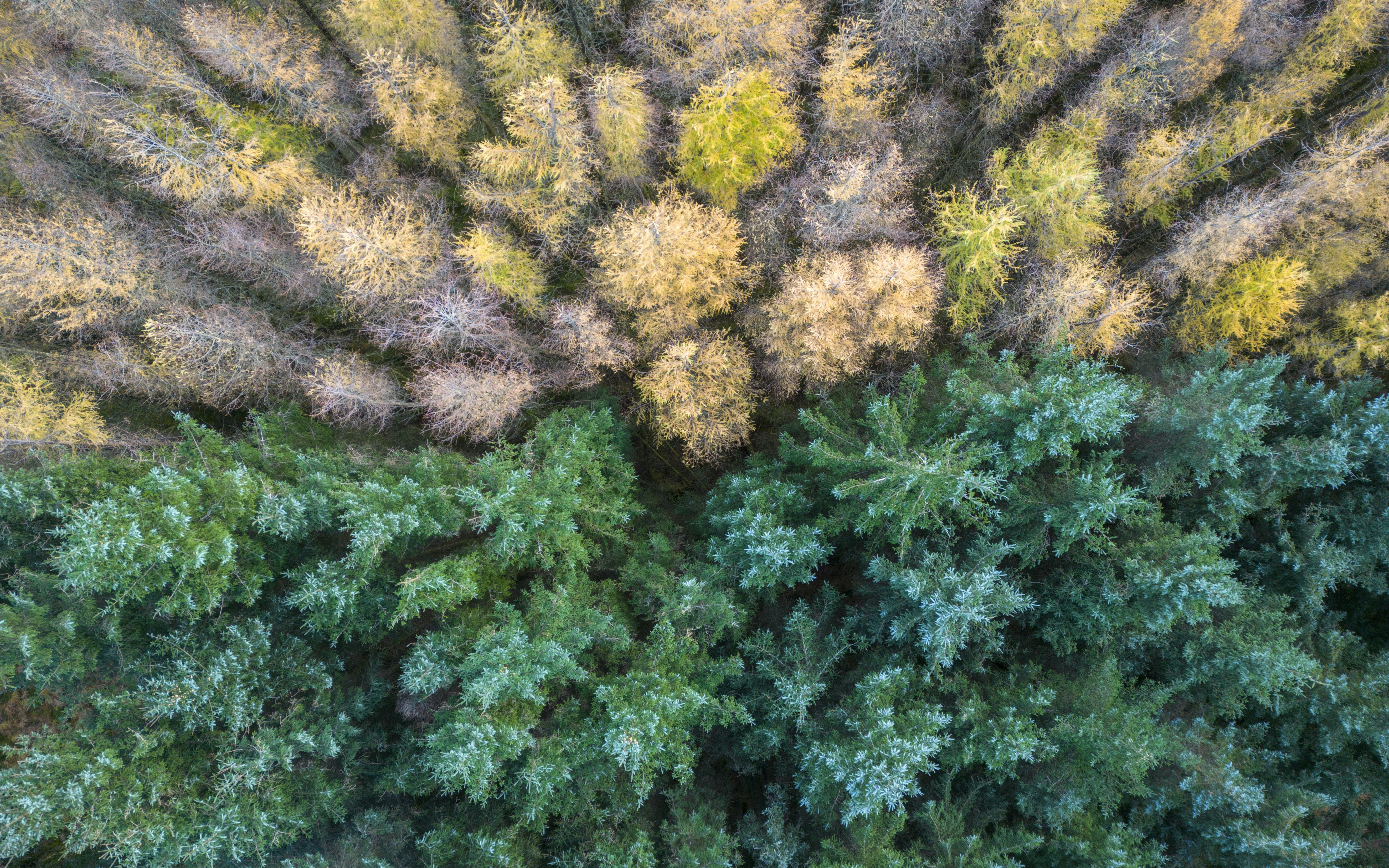 an aerial view of a group of trees