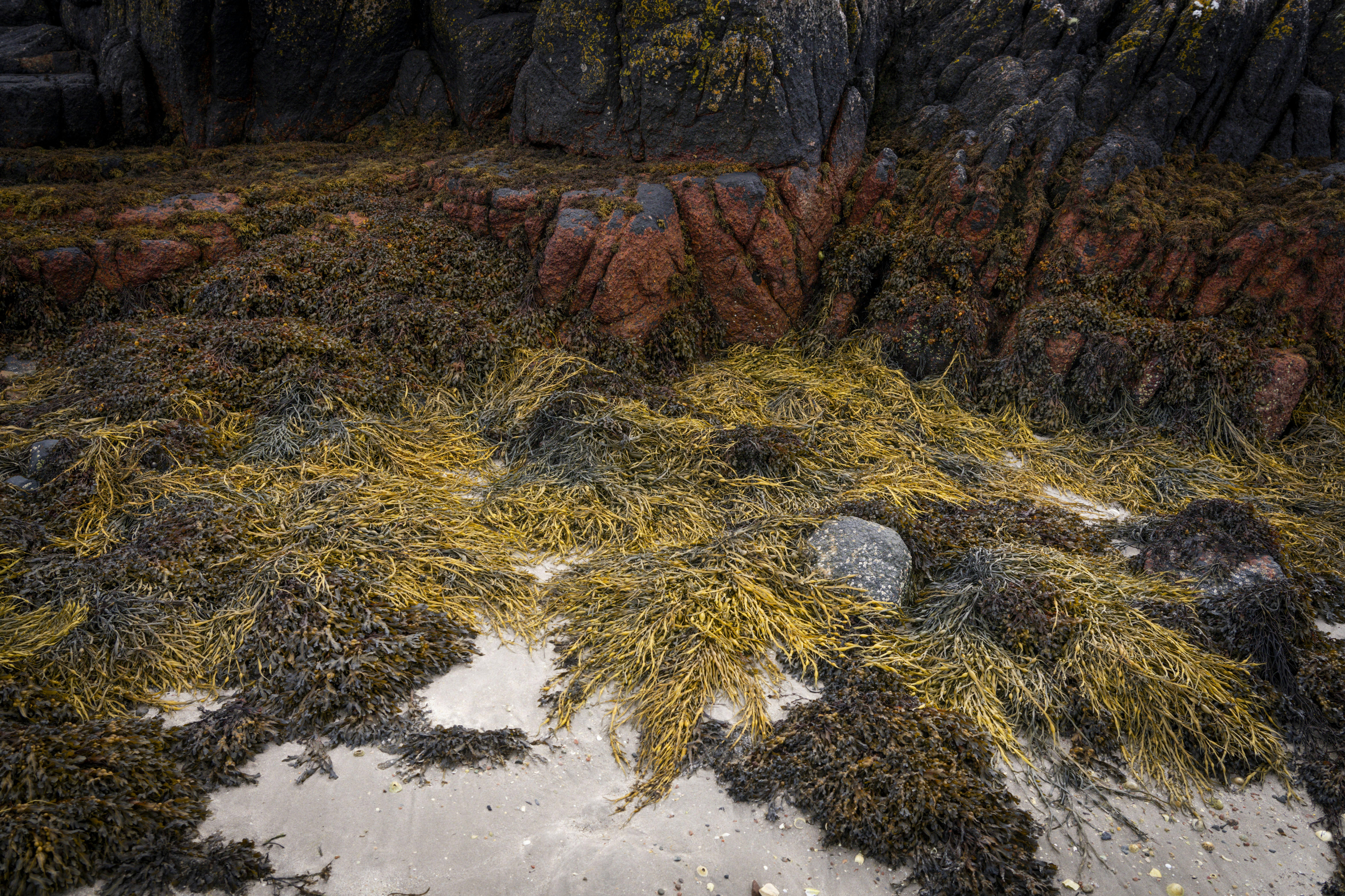 a patch of grass that is growing out of the sand