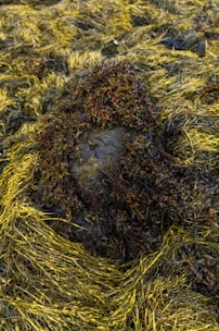 A landscape of seaweed covering a rock on a coastline. The seaweed is predominantly brown and yellow, with a rough, textured surface. It is intertwined in thick, overlapping layers creating a rich, organic pattern.