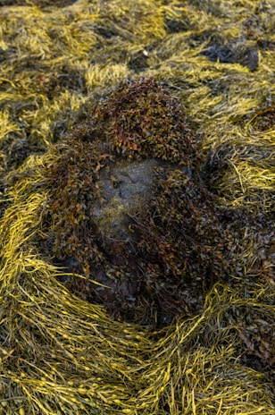 A landscape of seaweed covering a rock on a coastline. The seaweed is predominantly brown and yellow, with a rough, textured surface. It is intertwined in thick, overlapping layers creating a rich, organic pattern.