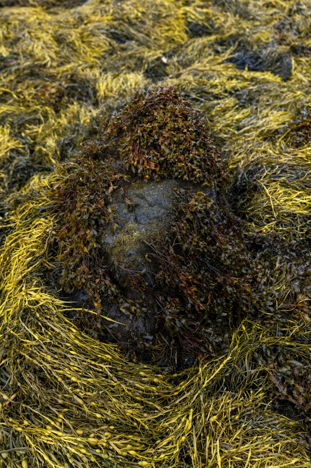 a rock covered in seaweed on a beach