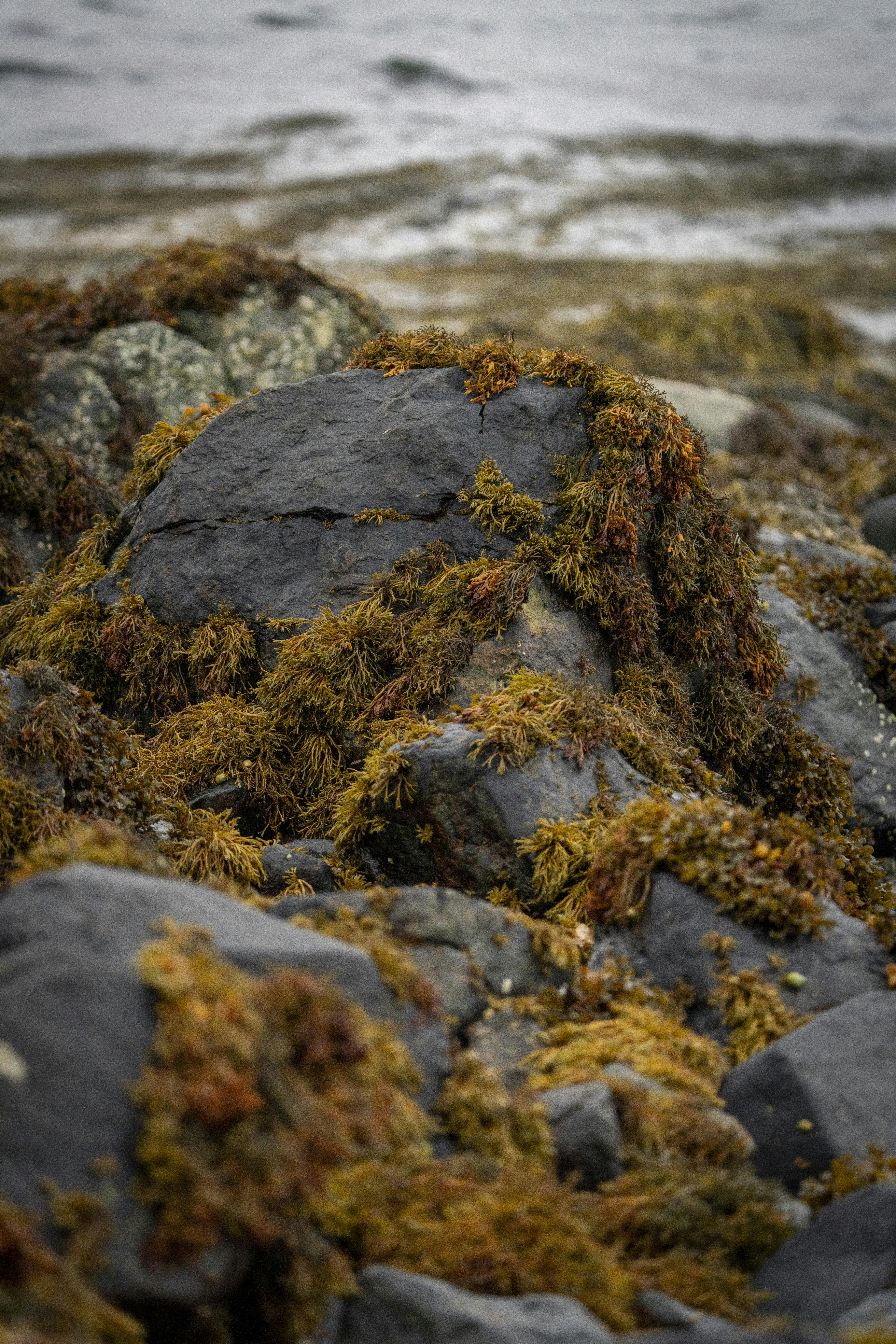 a rock covered in moss next to a body of water