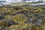 A close-up shot of fresh, vibrant sea moss tangled along the rocky shoreline.