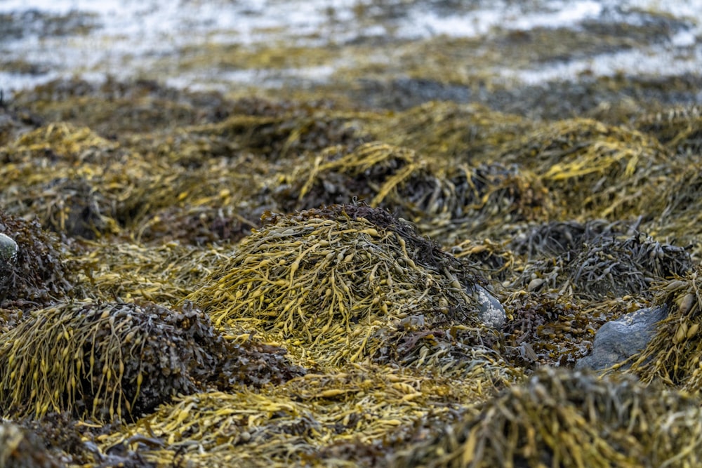 a bird sitting on top of a pile of seaweed