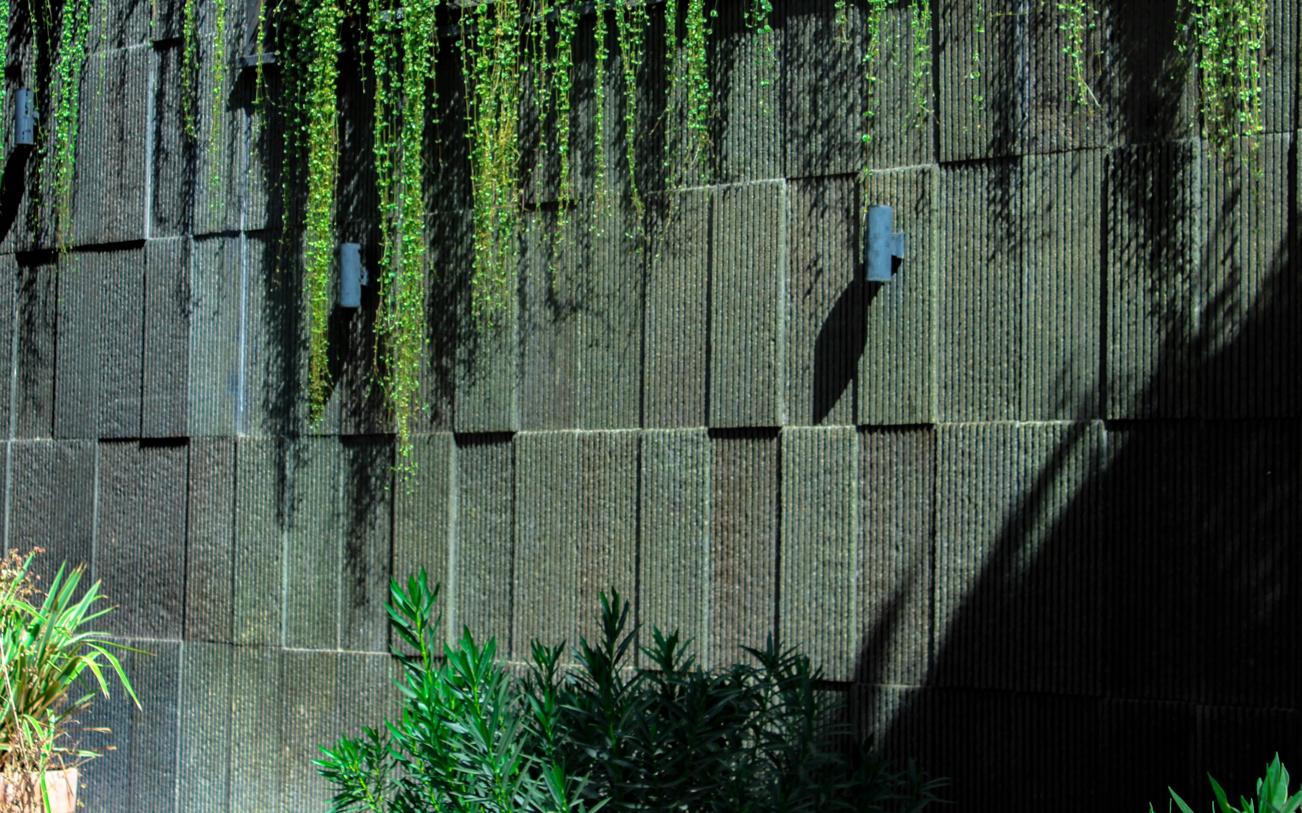 a wall with a bunch of green plants growing on it