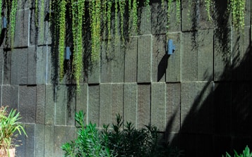A vertical garden with a textured stone wall serves as the background. Long green vines cascade down the wall from the top, while various types of leafy plants grow at the base. The scene is accented by patches of sunlight casting shadows, adding depth to the image.