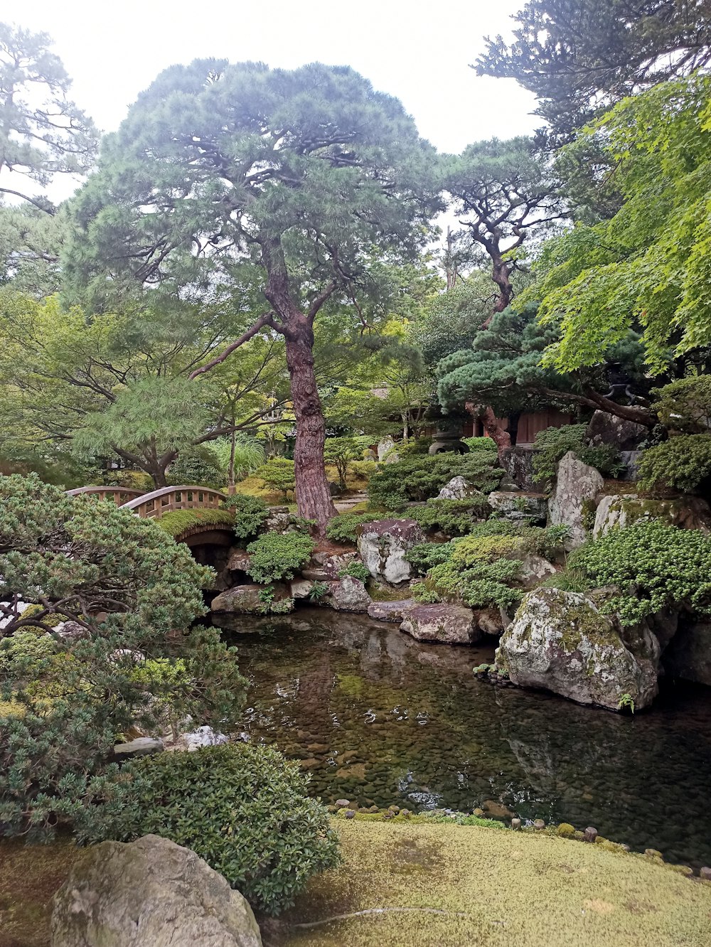 a small stream running through a lush green forest