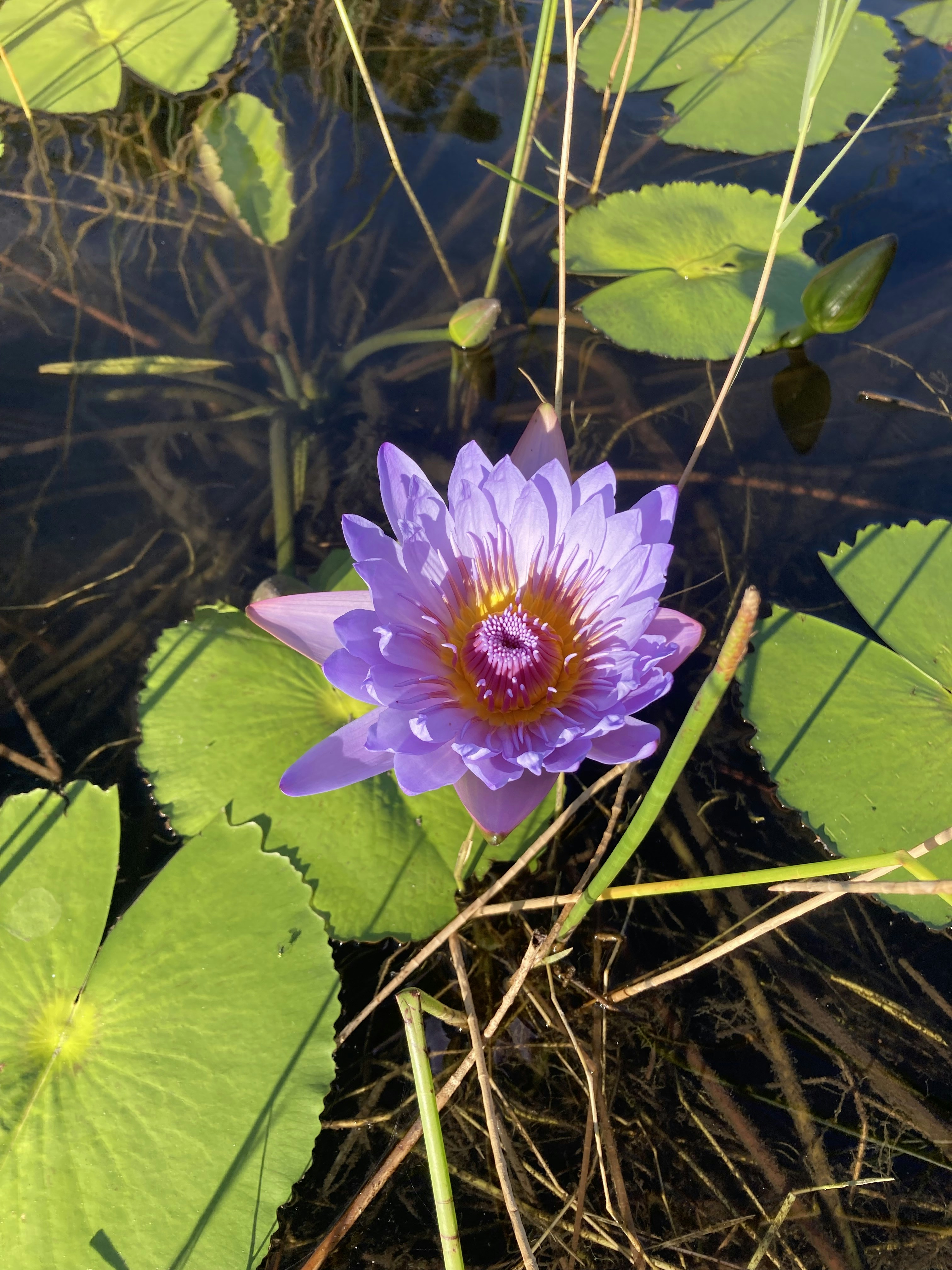 A purple flower sitting on top of a lush green field photo – Free ...
